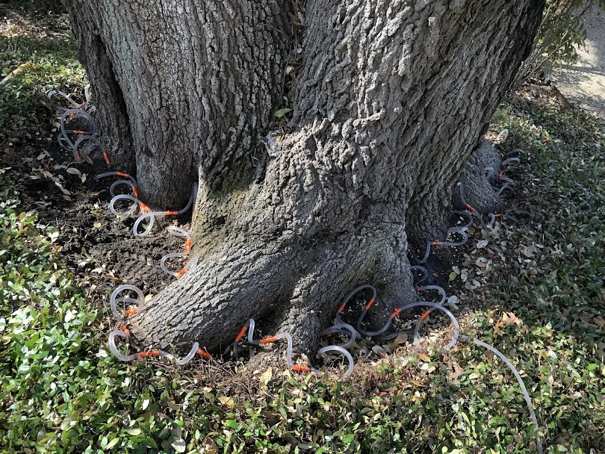 Detailed Tree Cabling and Bracing job site in New Berlin